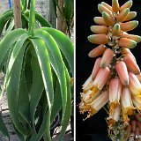 Aloe sabaea ISI953, Lavr.11407, Karia, Yemen ©JLcoll.354.jpg